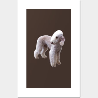 Bedlington Terrier Posters and Art
